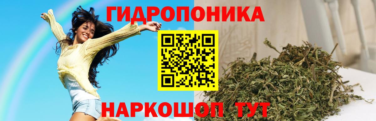 Конопля сатива Кимры